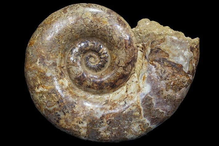 Jurassic Ammonite Fossil - Madagascar #77645